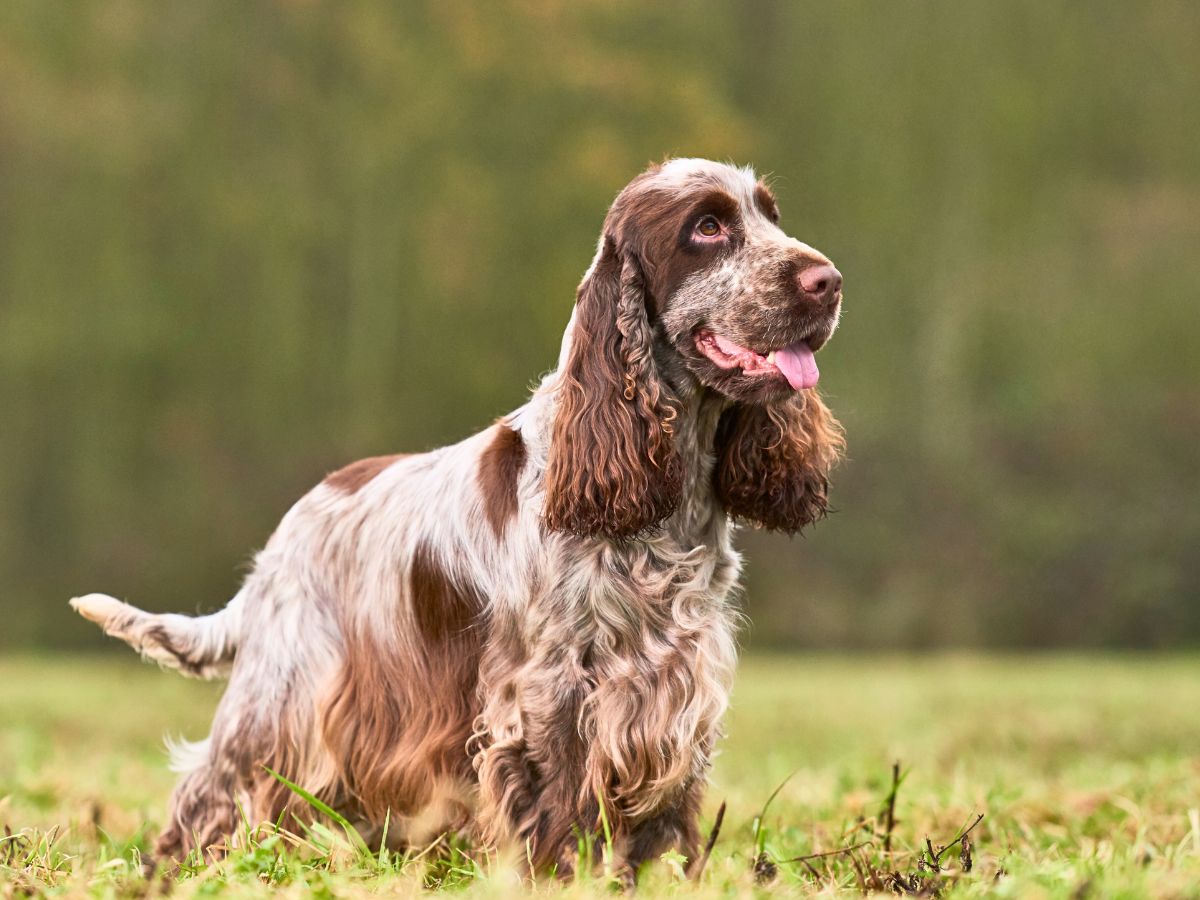 a brown dog in the grass