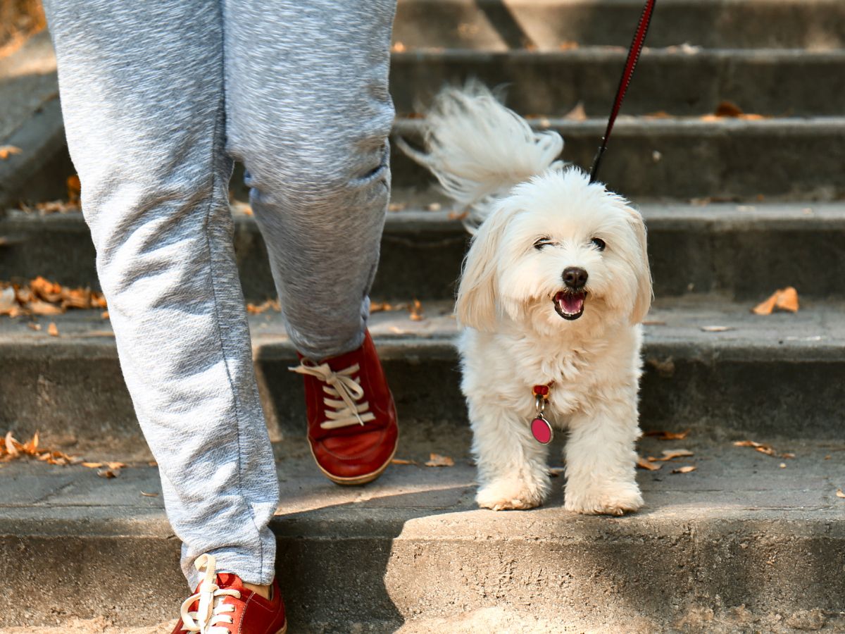 A person walking a small fluffy white dog