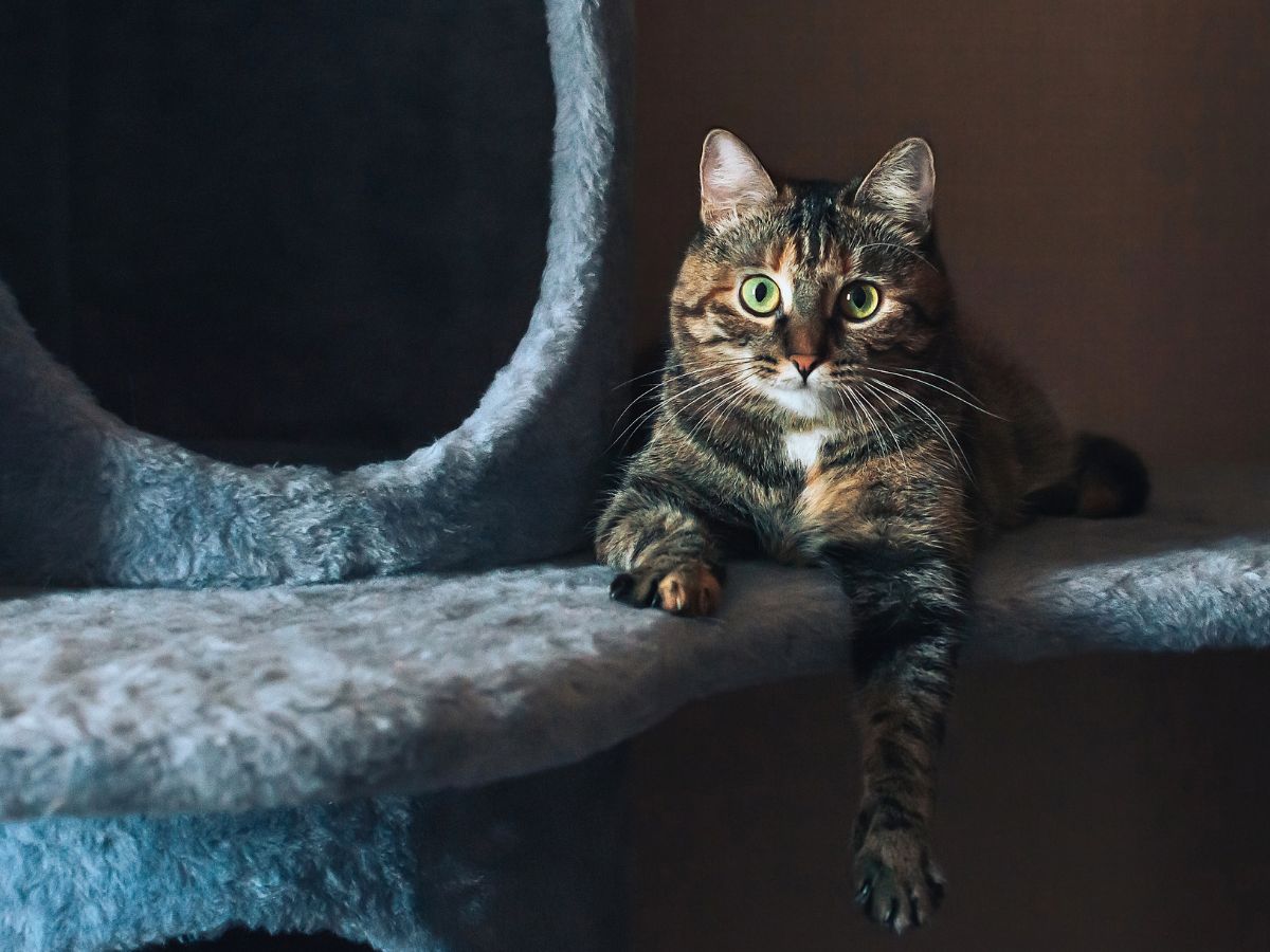Cat lying on a cat tree inside