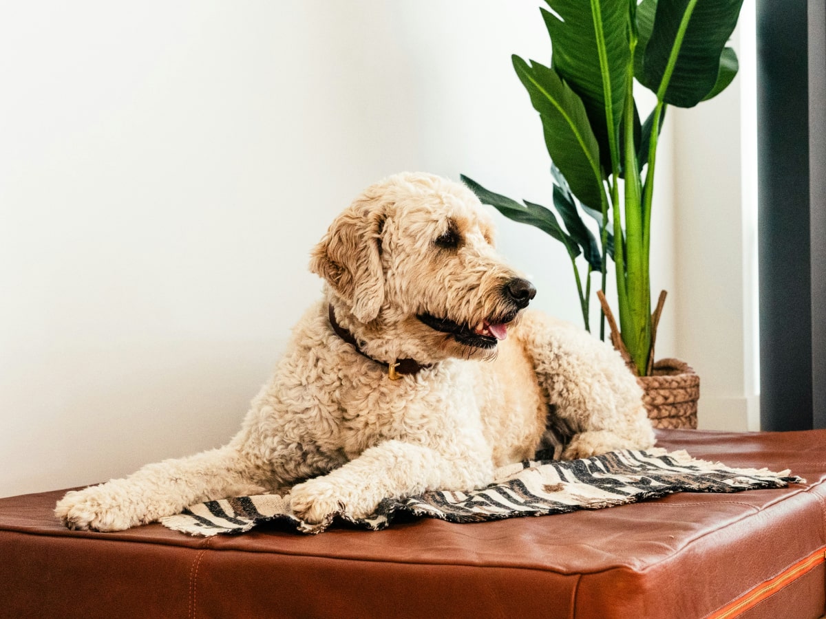 Cute dog relaxing on his bed