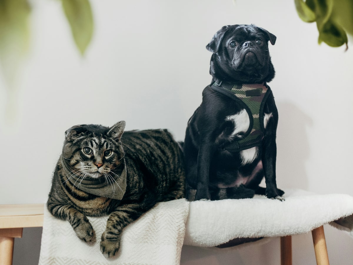 Dog and cat sitting together on a table
