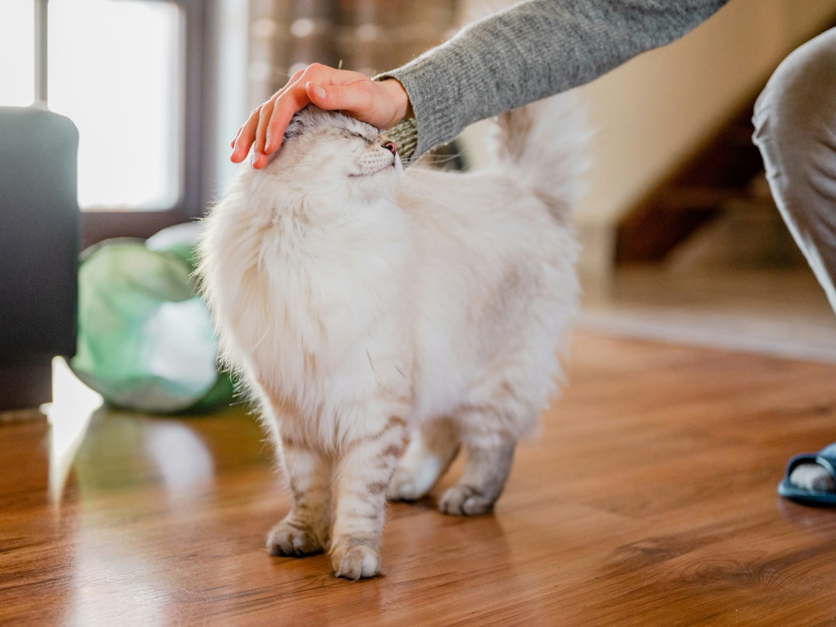 Man loving her pet cat with affection