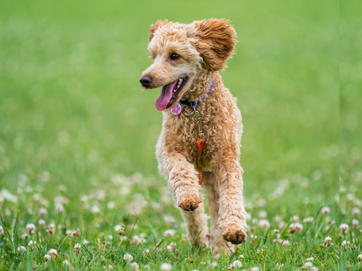 Happy brown dog running in field