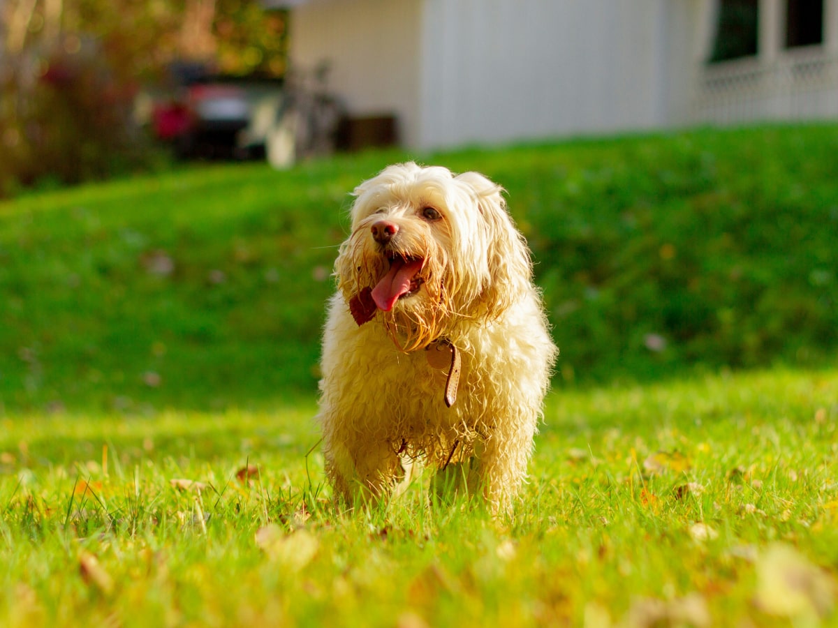 Happy fluppy dog walking in lawn