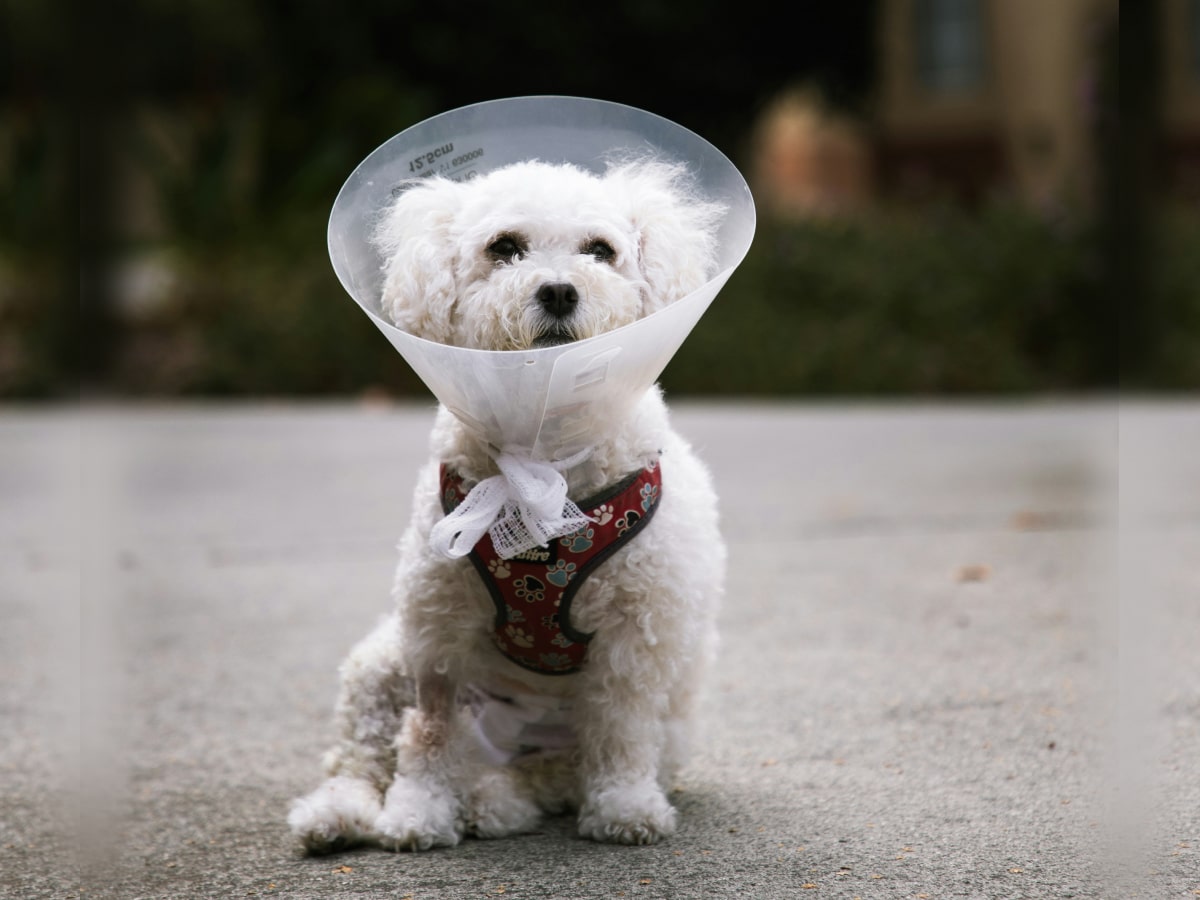 White dog sitting wearing a surgery cone