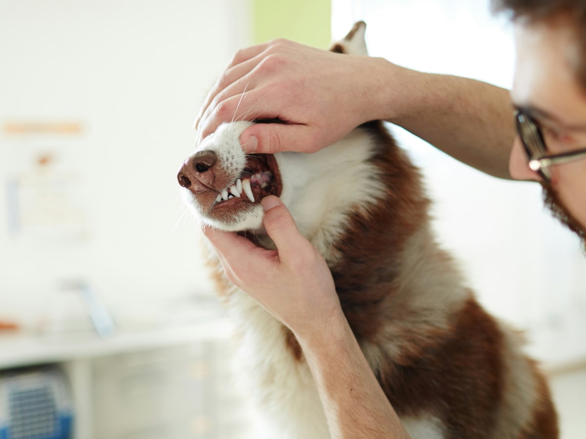 Doctor checking dogs dental health