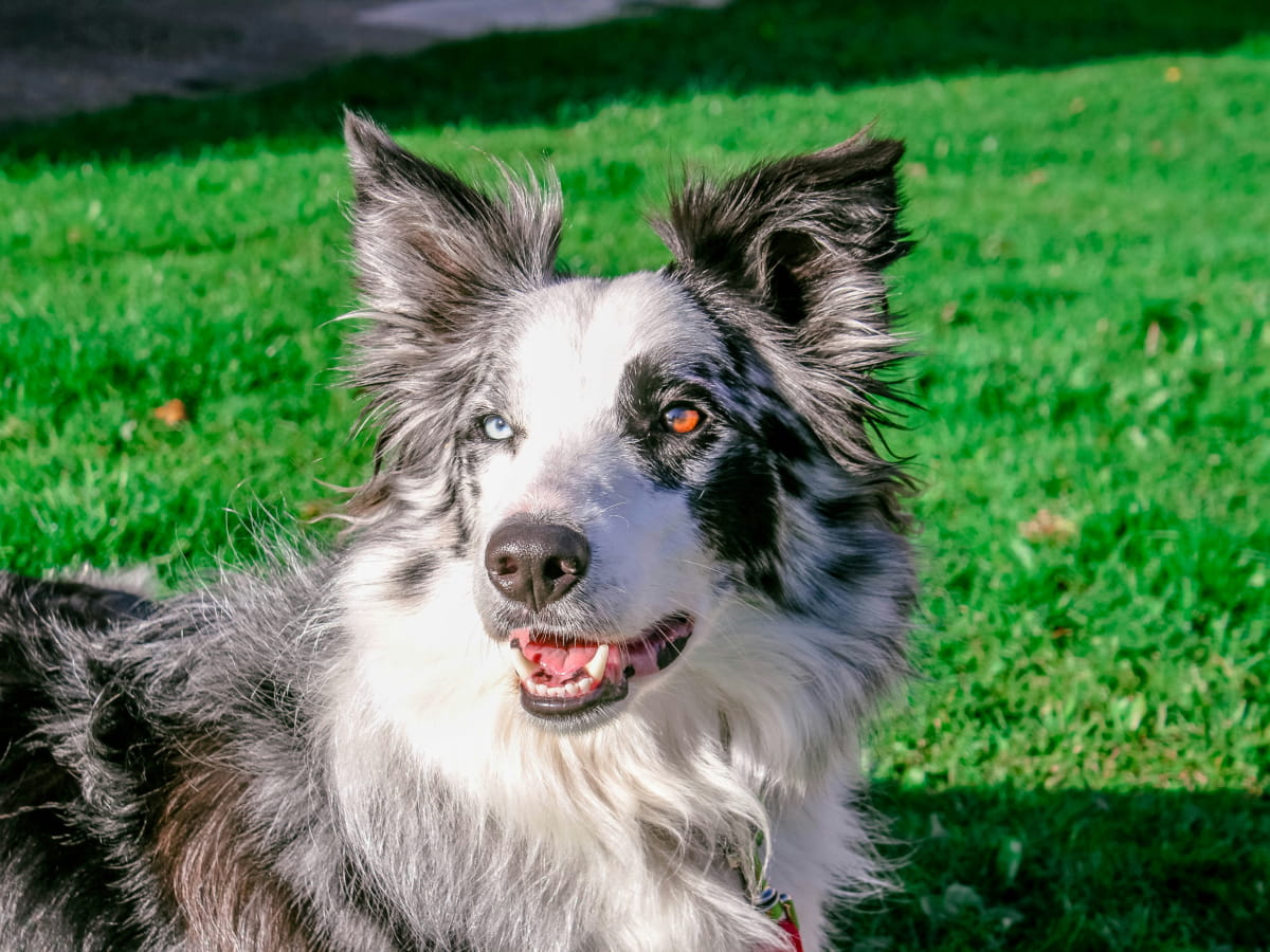 Happy fluppy dog looking curiously