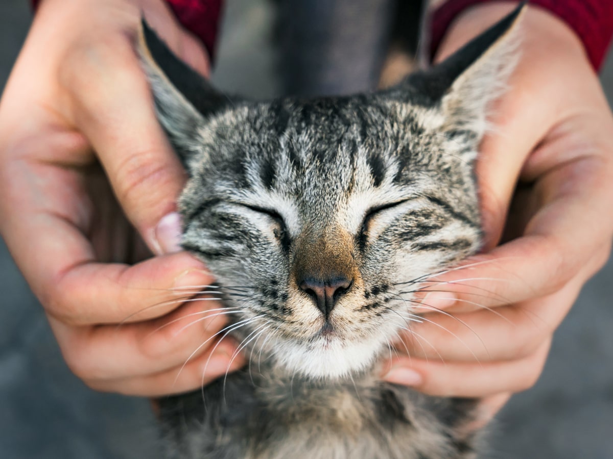 Cat getting a face massage