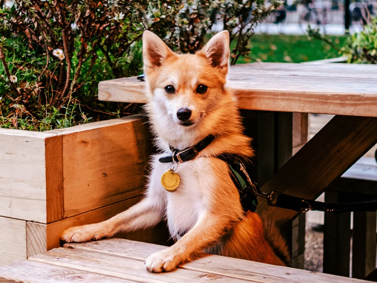 Curious dog standing beside a dining table