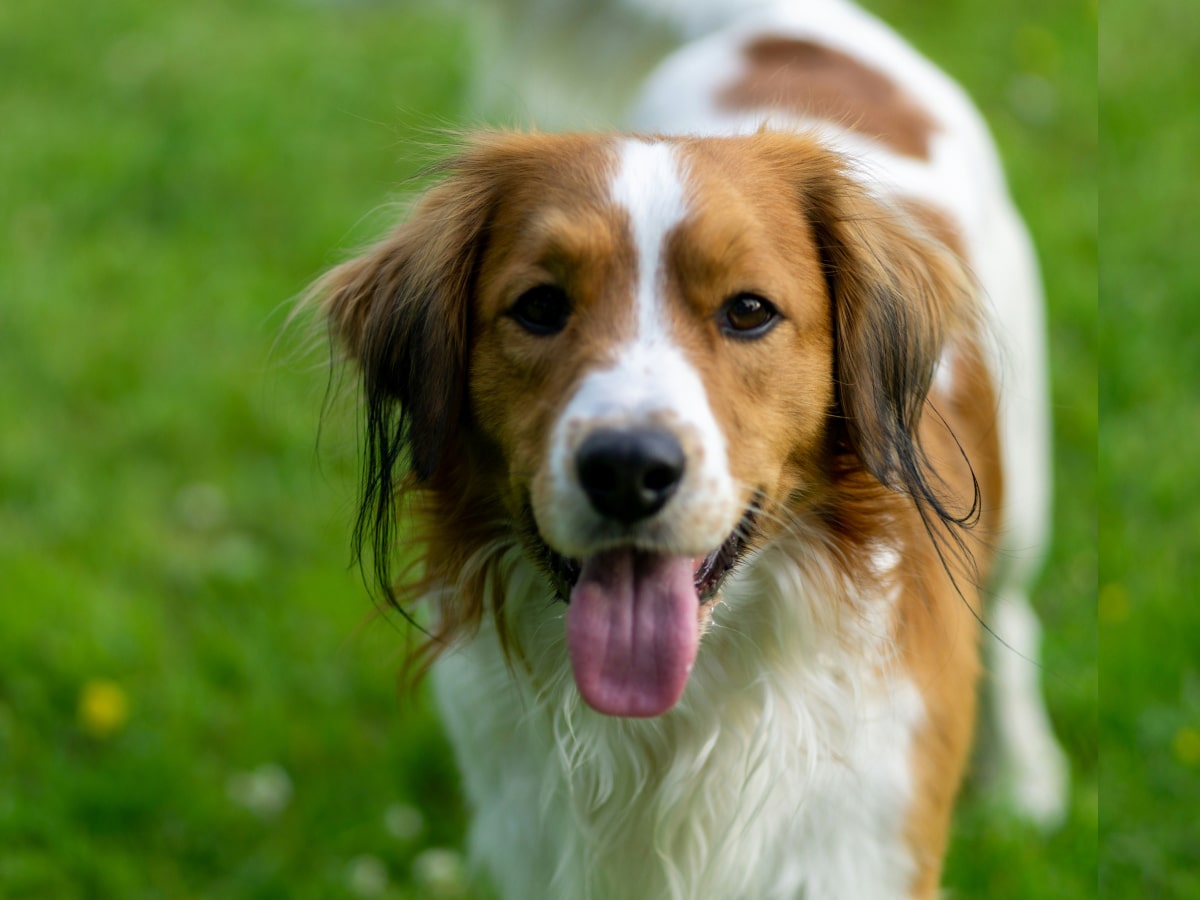 Fluppy old dog standing on grass