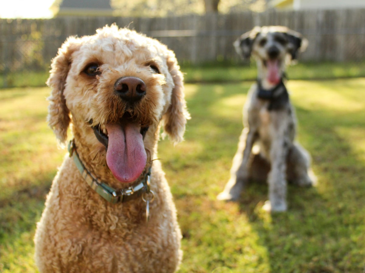 Happy dogs sitting together on grass