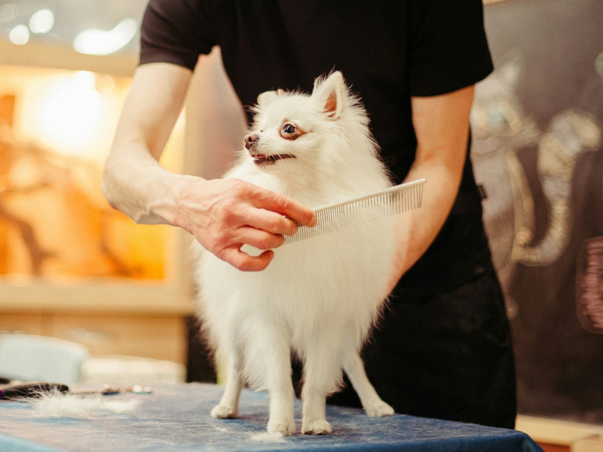 Fluppy white dog having a spa