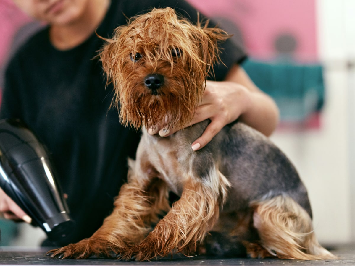 Brown fluppy dog having a spa day