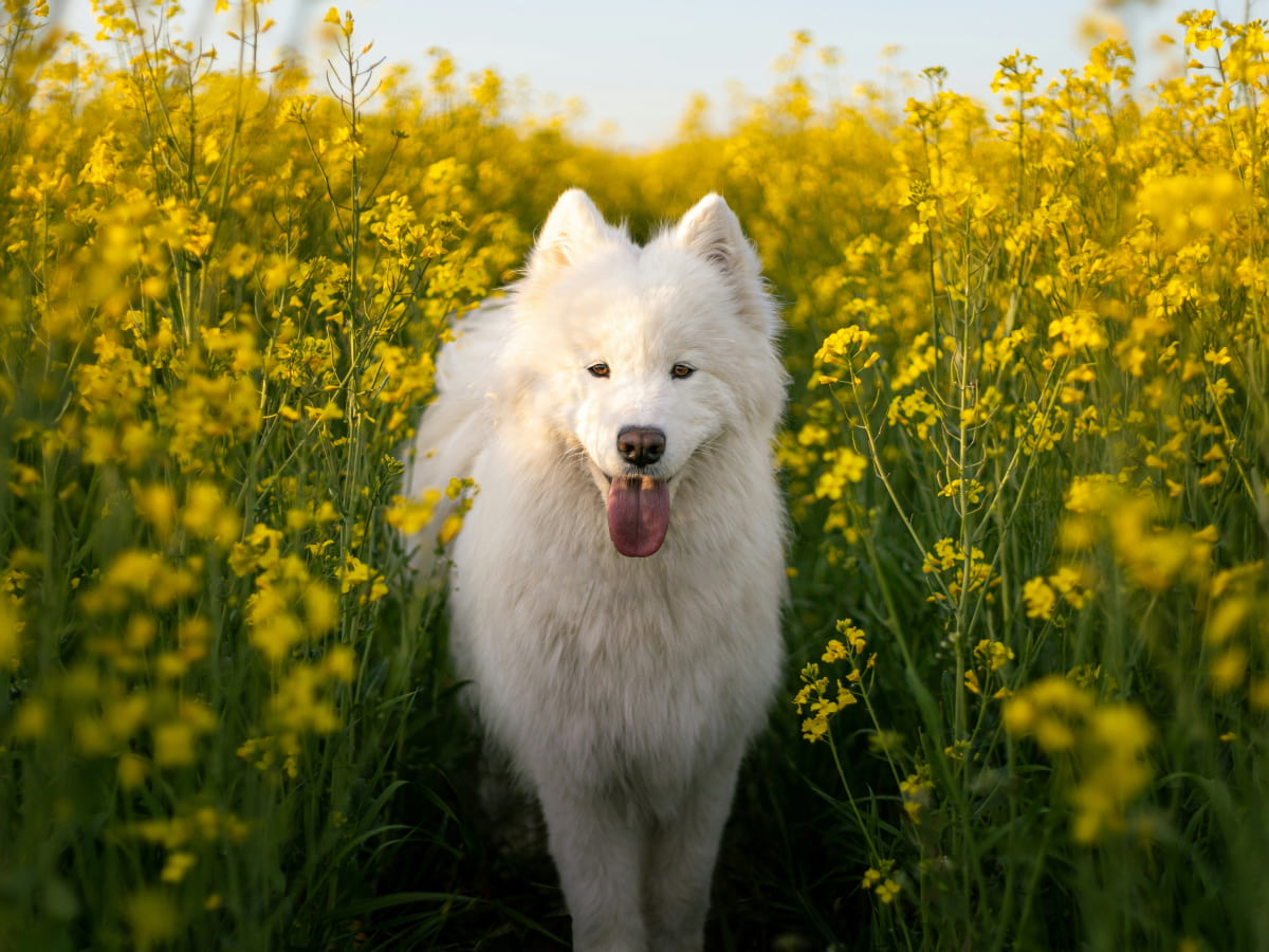 Happy fluppy dog walking through fields