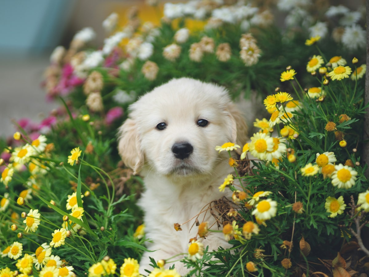 Cute white puppy sitting in flower bushes