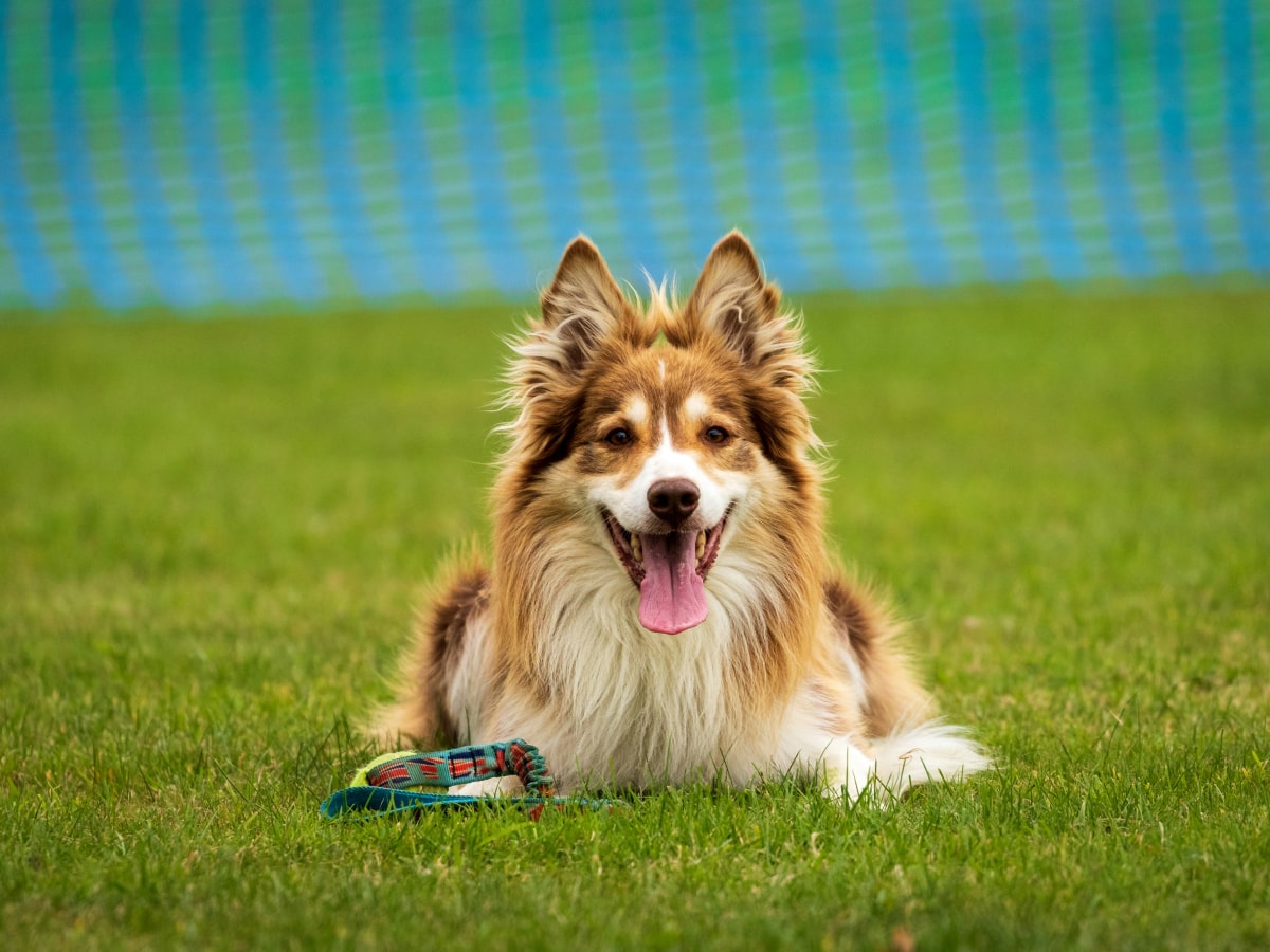 Happy fluppy dog sitting in playground