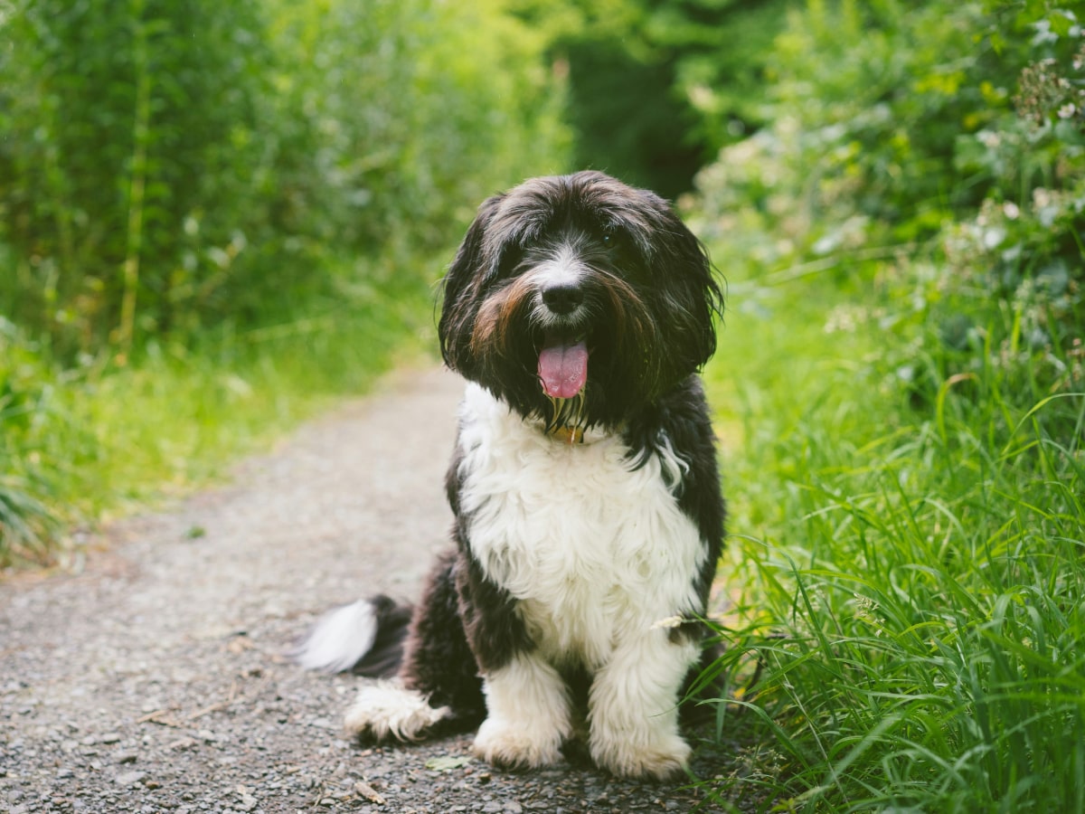 Happy cute fluppy dog sitting on a rural road beside forest