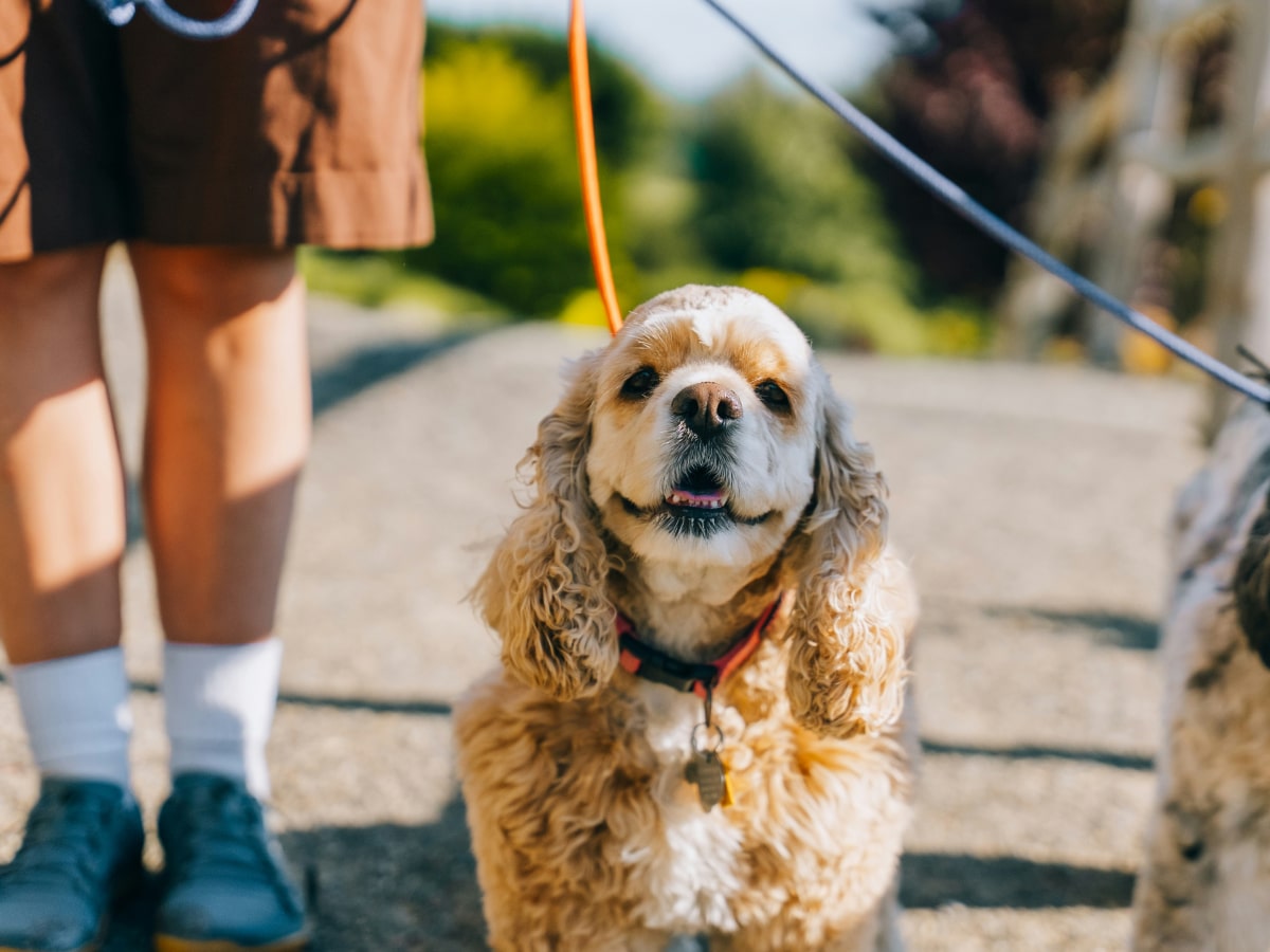 Happy dog having a walk with his owner