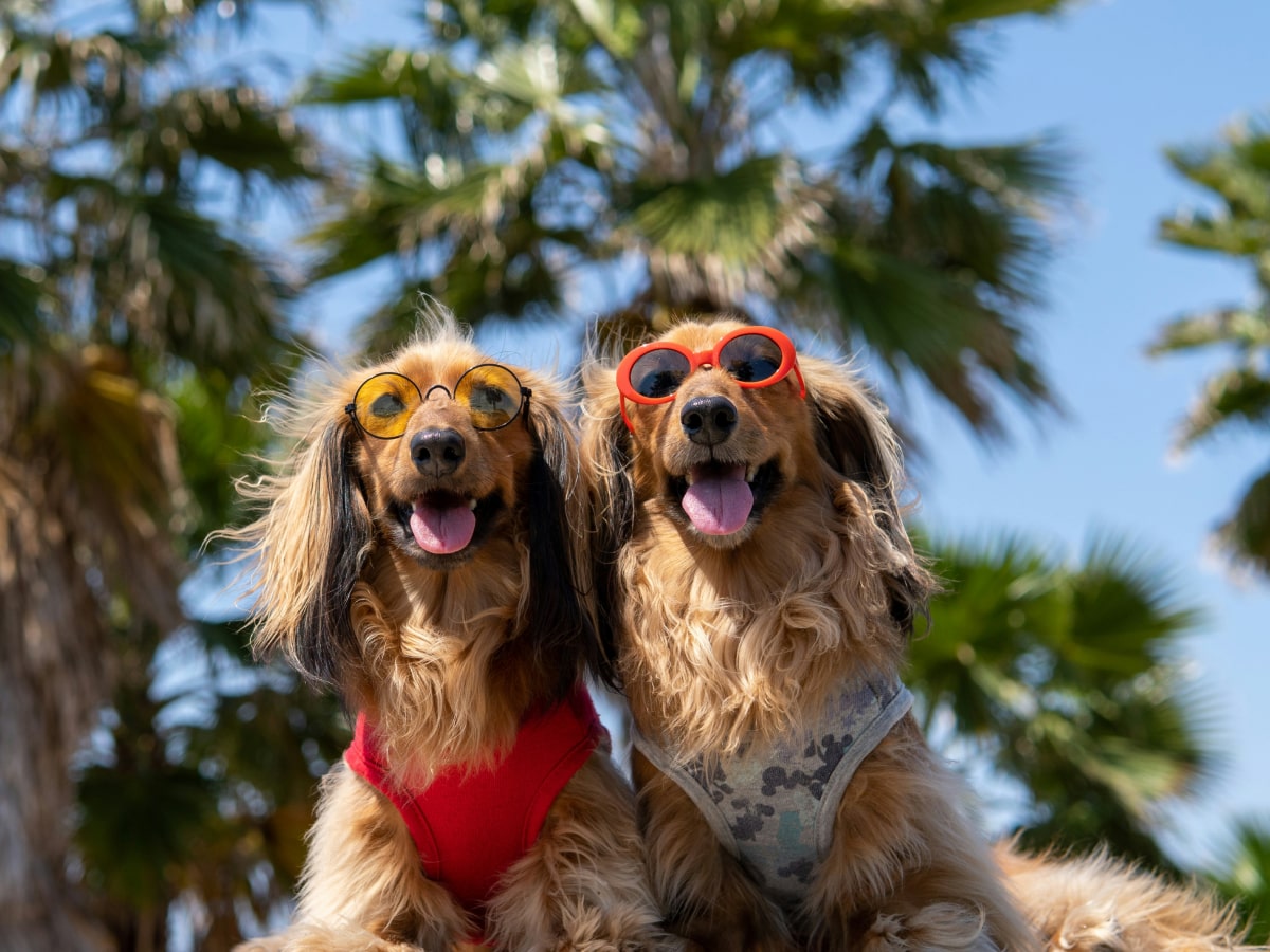 Two happy dogs wearing sunglasses