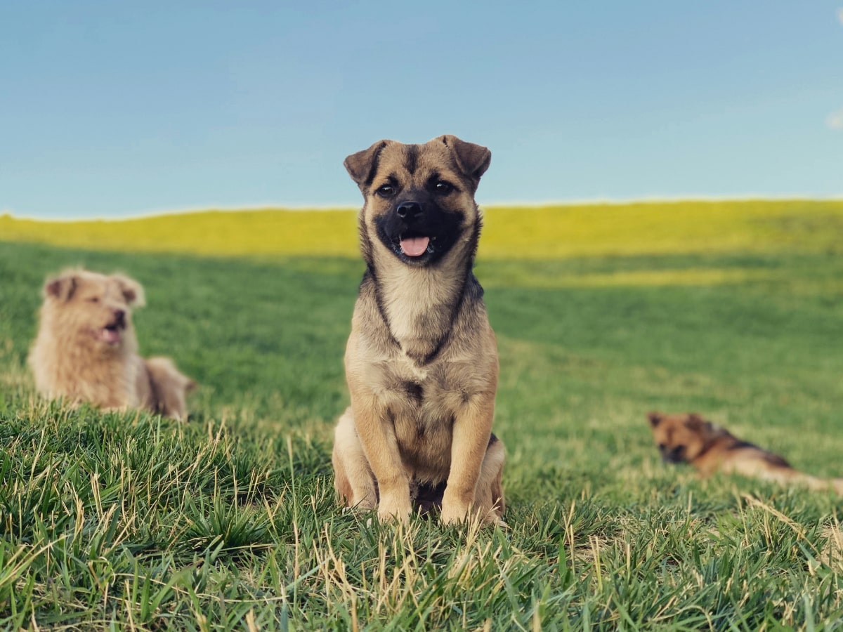 Happy cute dog sitting on grass along with his friends