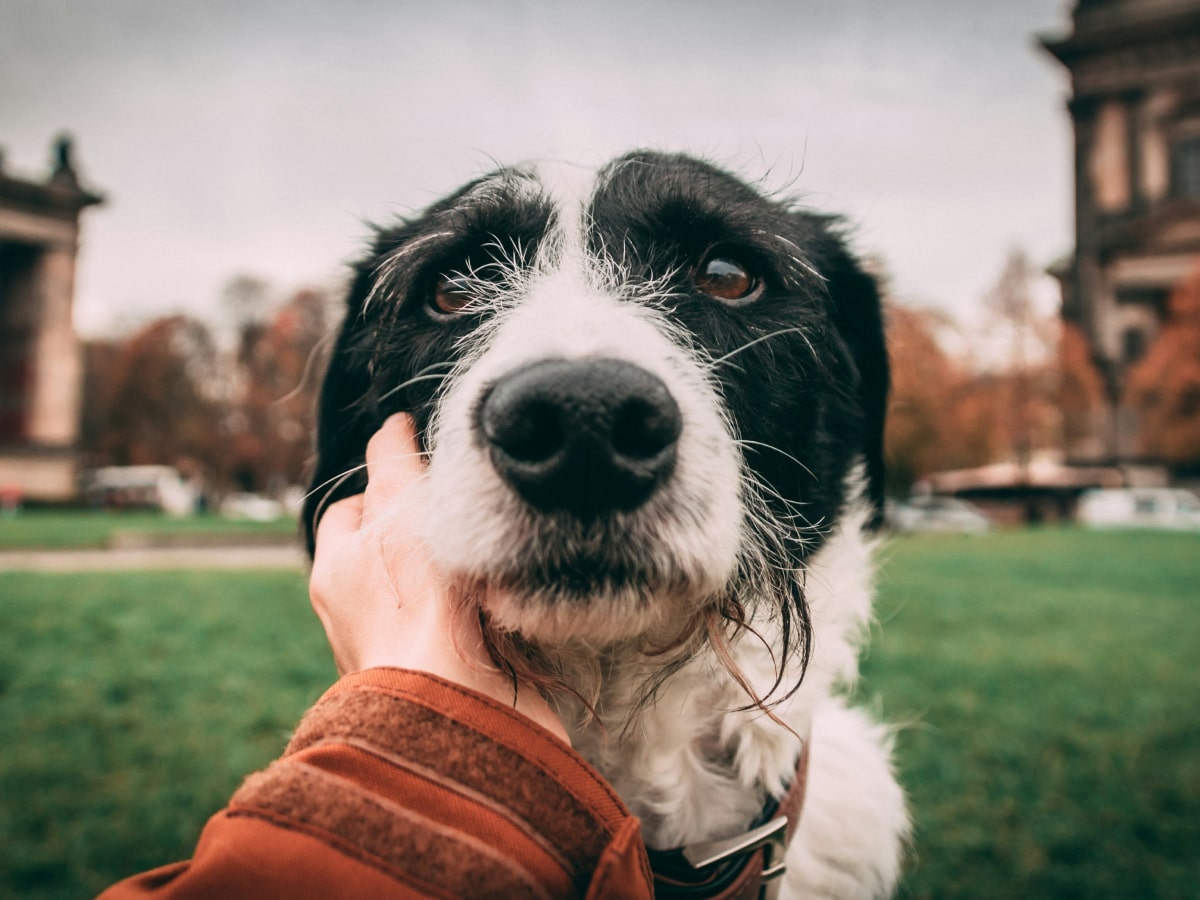 Man holding his dogs face with affection