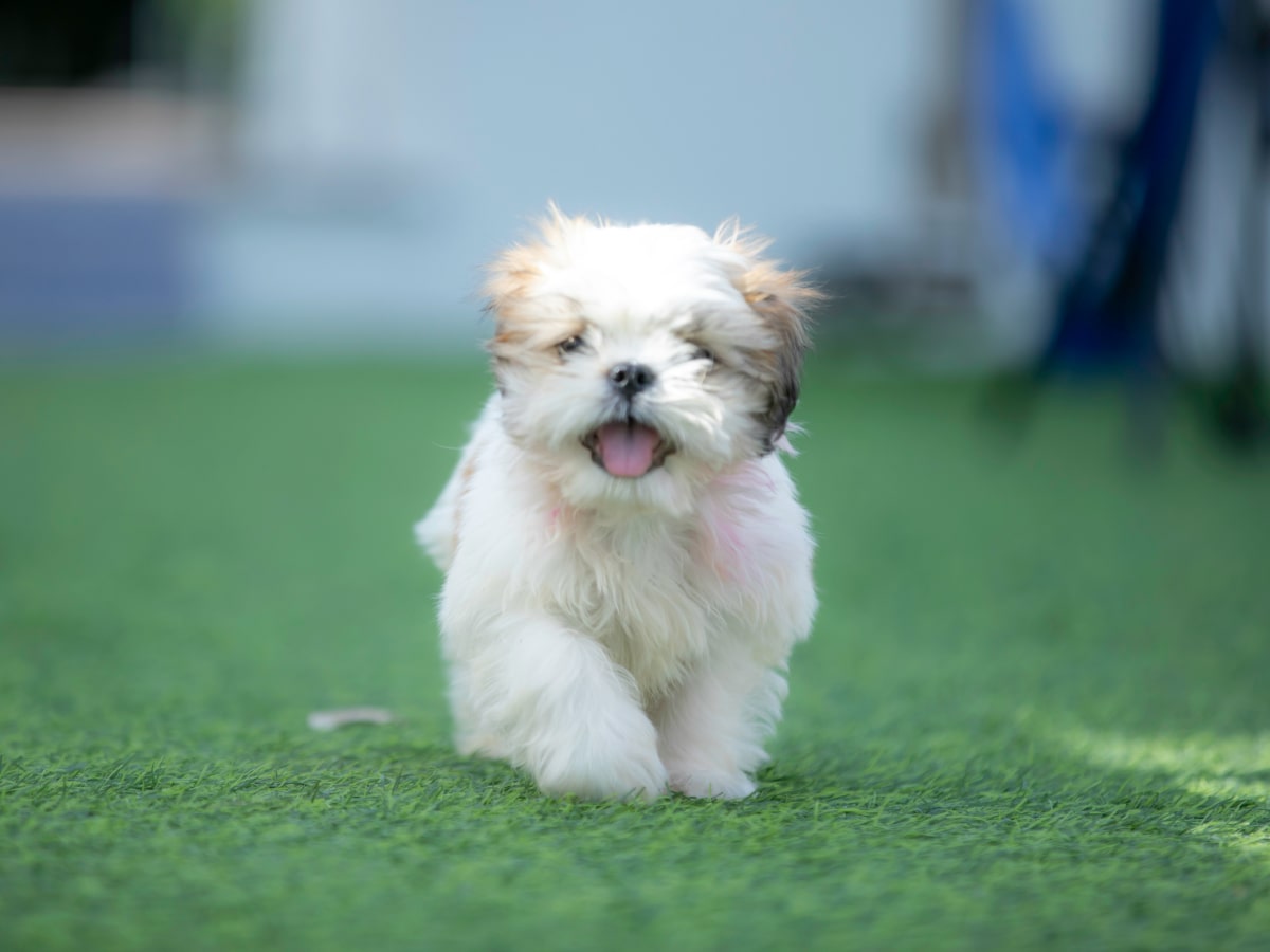 Cure fluppy puppy running on field