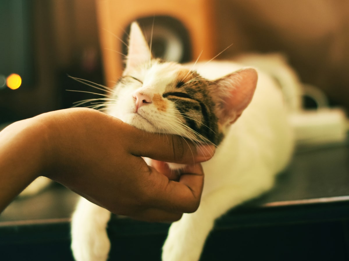 Person itching the cat face in hand for cats comfort