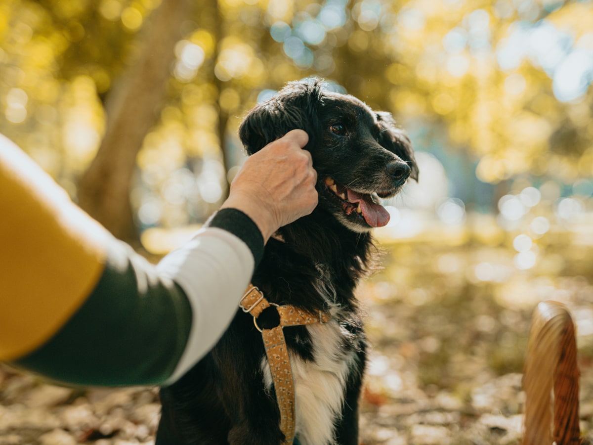Owner loving his pet dog in park