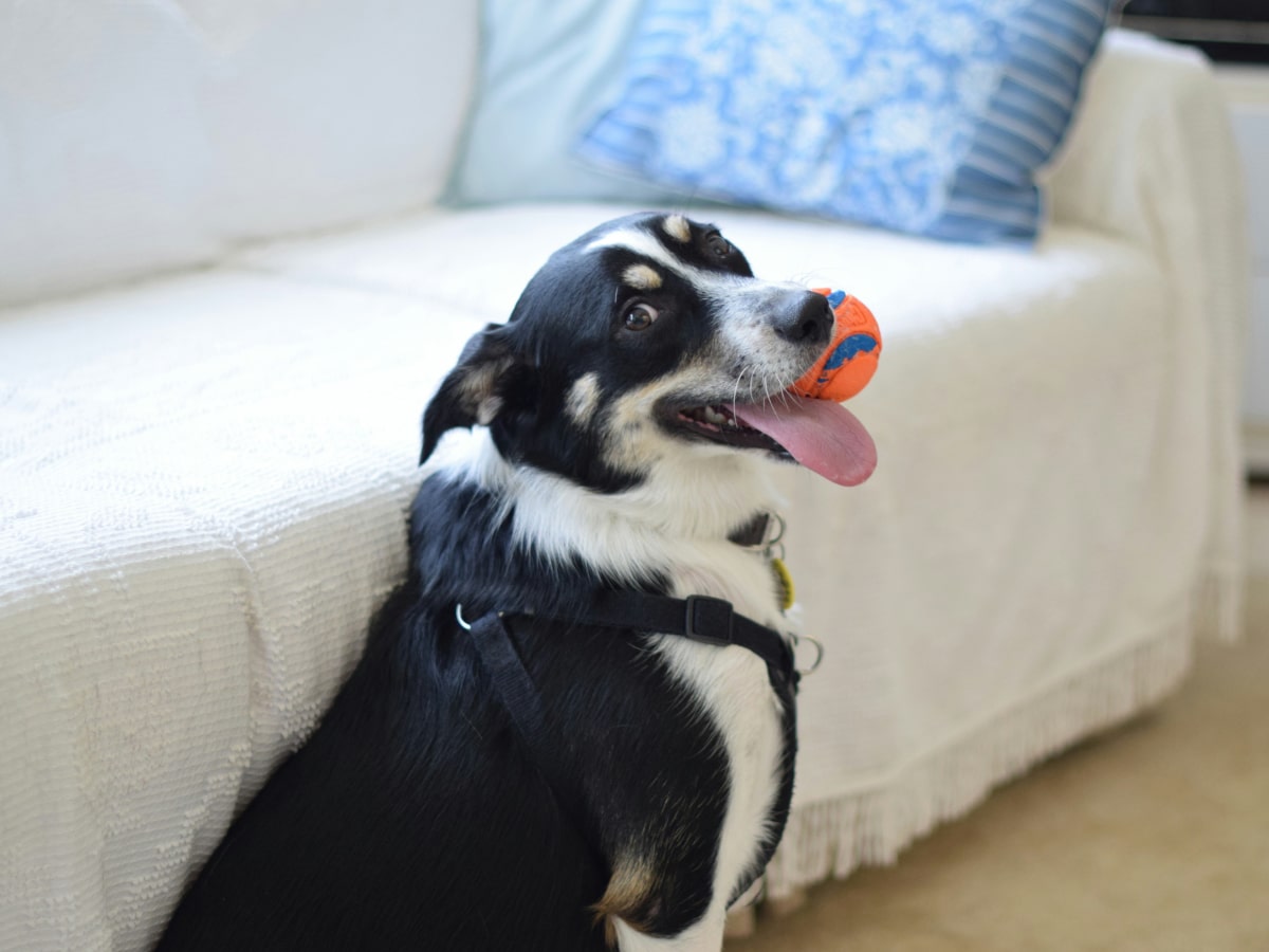 Pet dog playing with ball and looking curiously