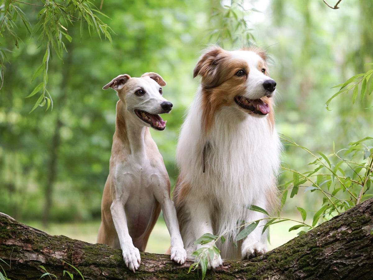 Two happy dogs standing on a tree bark