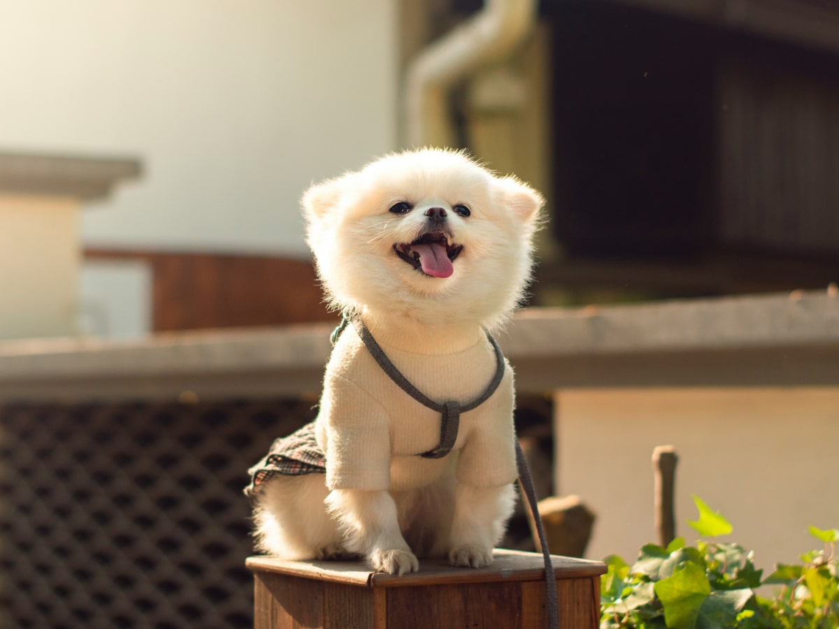 Happy fluppy puppy sitting on a house boundary
