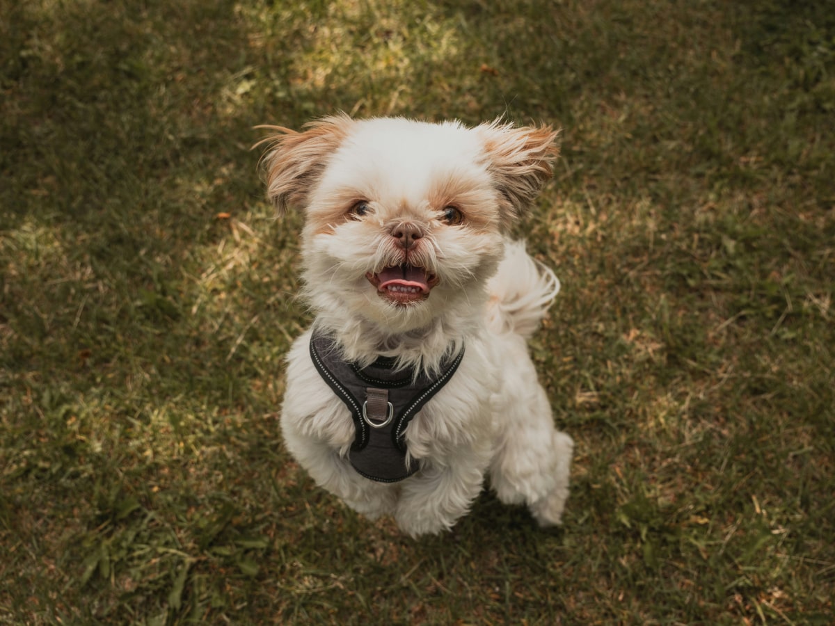 Cute curious puppy standing on two feet and looking
