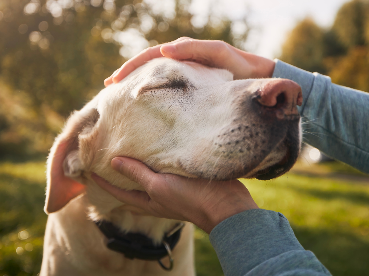 someone petting an old labrador retriever 