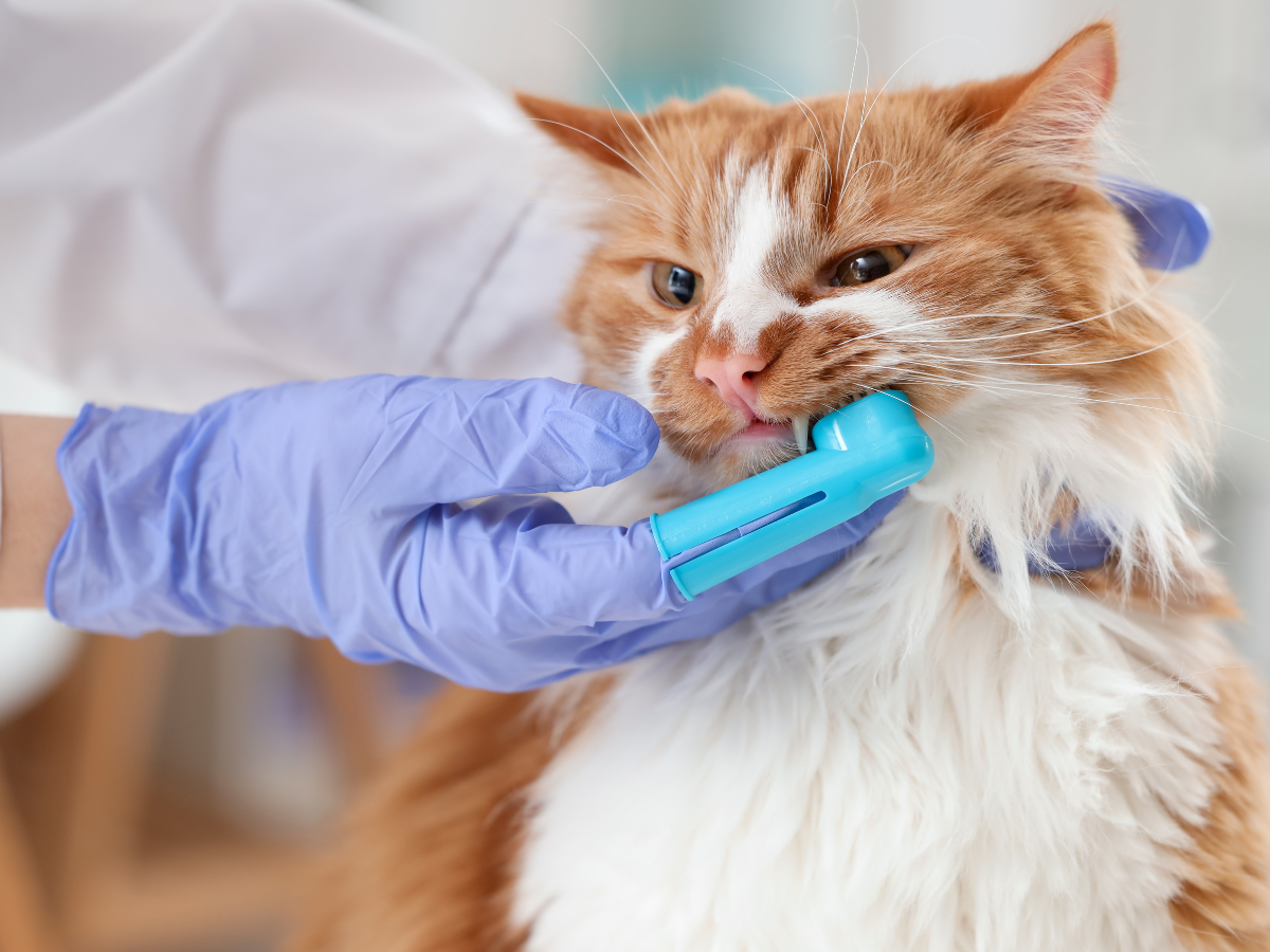 a veterinarian brushing a cat's teeth 