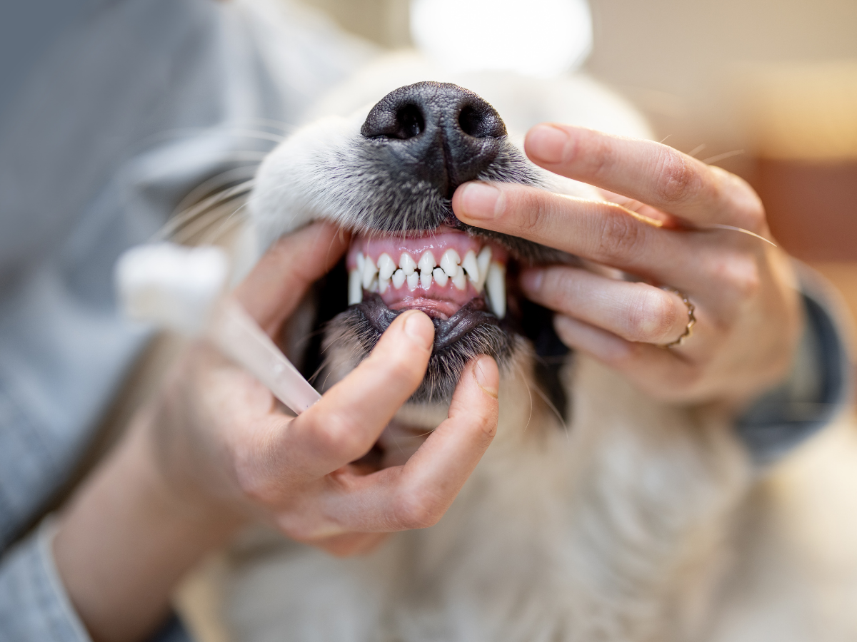 someone opening a dog's mouth to view it's teeth