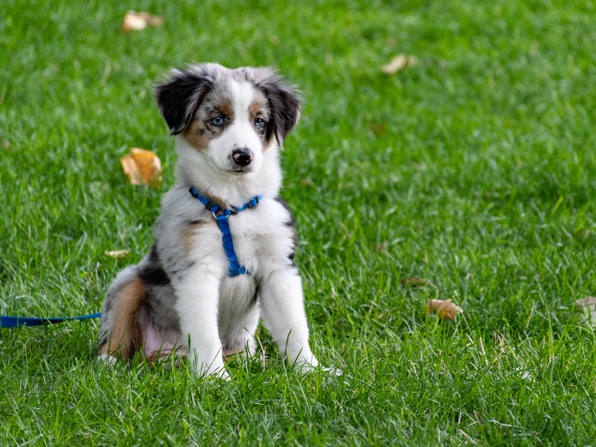 a puppy border collie sitting on the grass in a blue harness 
